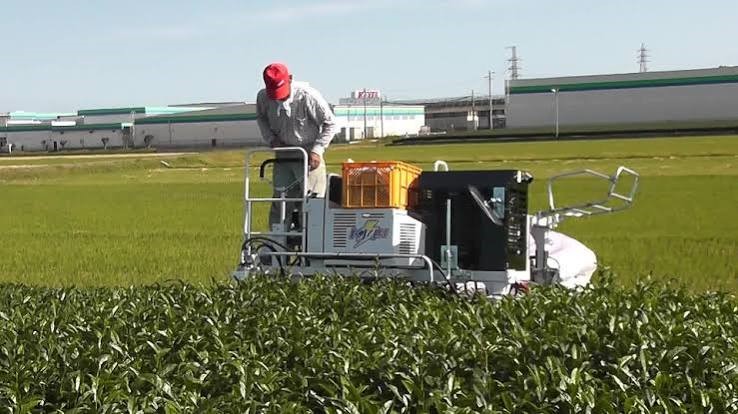 Mechanized Tea Plucking: A Technology that Transforms Tradition and Eases the Burden on Tea Pluckers
