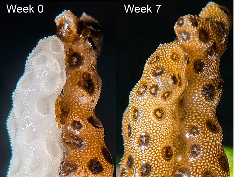 ‘They’re not dead yet’: Bleached corals recover in record time after touching healthy clones